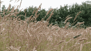 CheshireWildlifeTrust  GIF