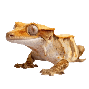 Guinea Pig Love Sticker