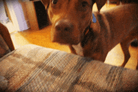 dogs sniff GIF