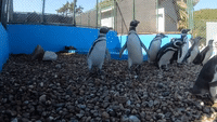 Penguins Waddle Back to Ocean After Rehabilitation in Argentina