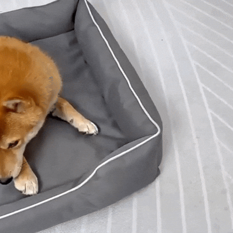 panier lavable pour chien