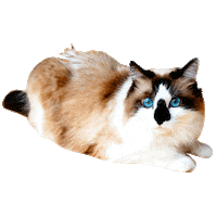 cat kitty Sticker by Roundhouse