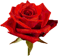 roses STICKER