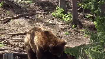 Bears Wrestle in the Forest