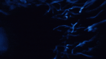 Small Fish Feed On The Organisms