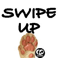 Swipeup Lion Sticker by HcpSafari