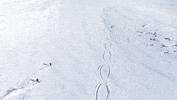 snow winter GIF by Tirol