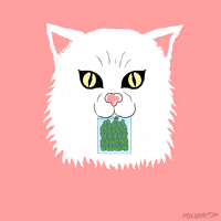 cats weed GIF by HuffPost