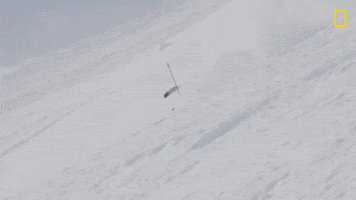 Fail Nat Geo GIF by National Geographic Channel