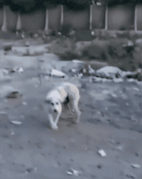 Dog Crash GIF