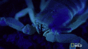 united states of animals GIF by Nat Geo Wild 