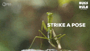 Posing Look At Me GIF by PBS