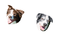 Border Collie Laughing Sticker by The Siciliano Group