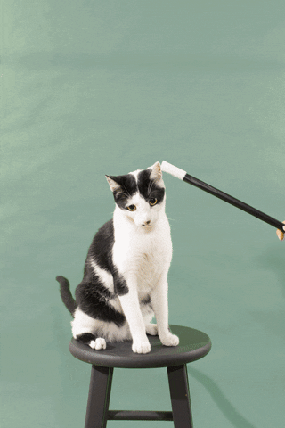 animation cat GIF by Gap
