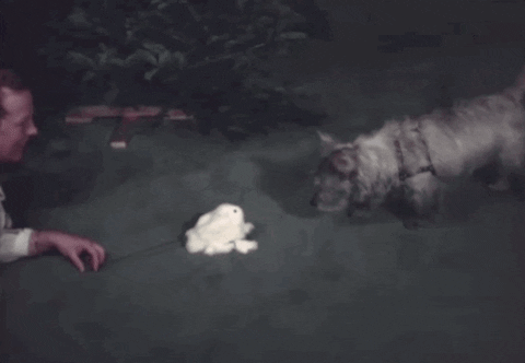 dog toy GIF by Archives of Ontario | Archives publiques de l'Ontario