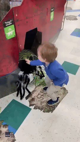 'Fearless' Toddler Fights Off Spider Decoration at Illinois Halloween Store
