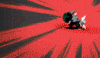 no GIF