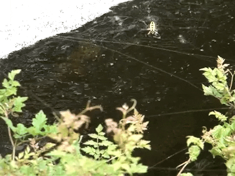 Education Biology GIF by DIIMSA Stock