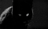 Black Cat GIF by Maudit