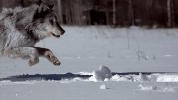 symphony for our world GIF by Nat Geo Wild 