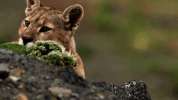 symphony for our world GIF by Nat Geo Wild 