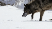 symphony for our world GIF by Nat Geo Wild 
