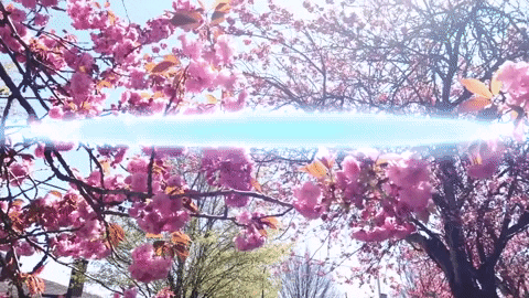 vlog houseplant GIF
