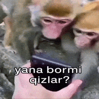 Monkeys Uzbek GIF
