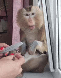Monkey Wtf GIF