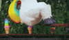 poop GIF
