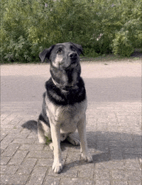 Top Dog GIF by De Graafschap Dierenartsen