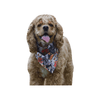 Cocker Spaniel Villains Sticker by Geekster Pets