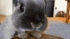 big eyes rabbit GIF