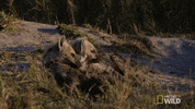 nat geo wild hyena GIF by Savage Kingdom