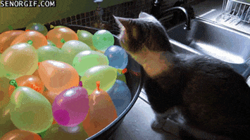 Cat Water Balloons GIF