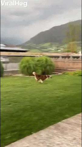 Crazy Juna Dog Gets Garden Zoomies 