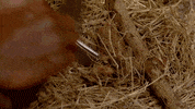 survivorau GIF by Australian Survivor