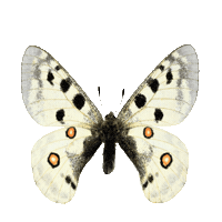 Butterfly Apollo Sticker