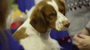 dog brittany GIF by Westminster Kennel Club