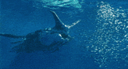 Avatar 2 GIF by Chris Cimino