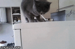cat cigarettes GIF by Cheezburger