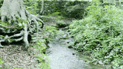 Tree Drone GIF by DeeJayOne