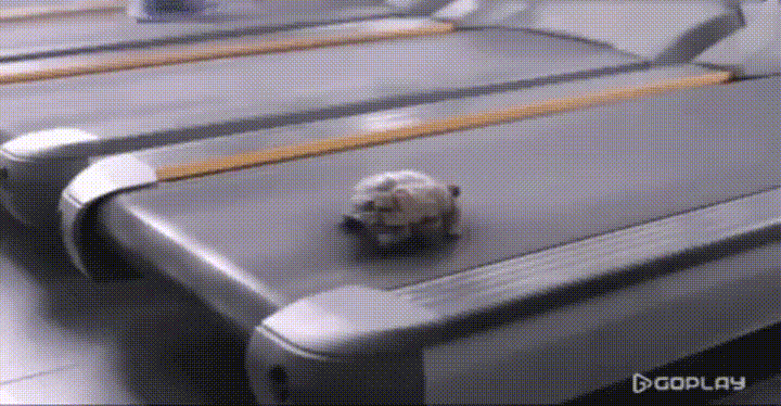 turtle treadmill GIF