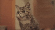 Lil Bub Yawn GIF by Internet Cat Video Festival