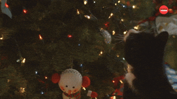 Cat Questions: Christmas
