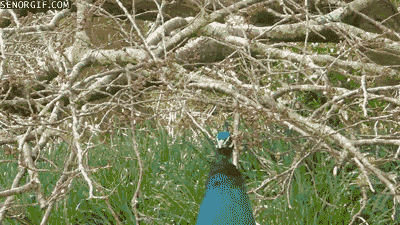 fashion dancing GIF by Cheezburger