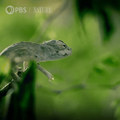 Baby Eating GIF by Nature on PBS