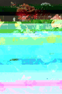 loretoriveros art flowers glitchart painting GIF