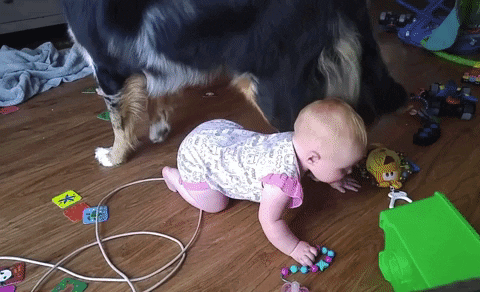 bad dog GIF by America's Funniest Home Videos