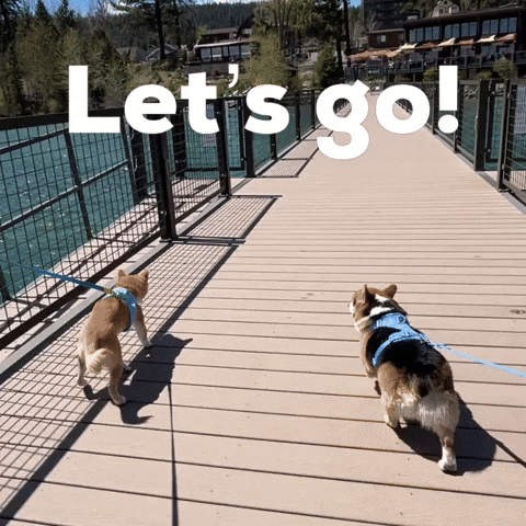 Lets Go Dog GIF